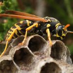 When is Wasp Season in the UK?