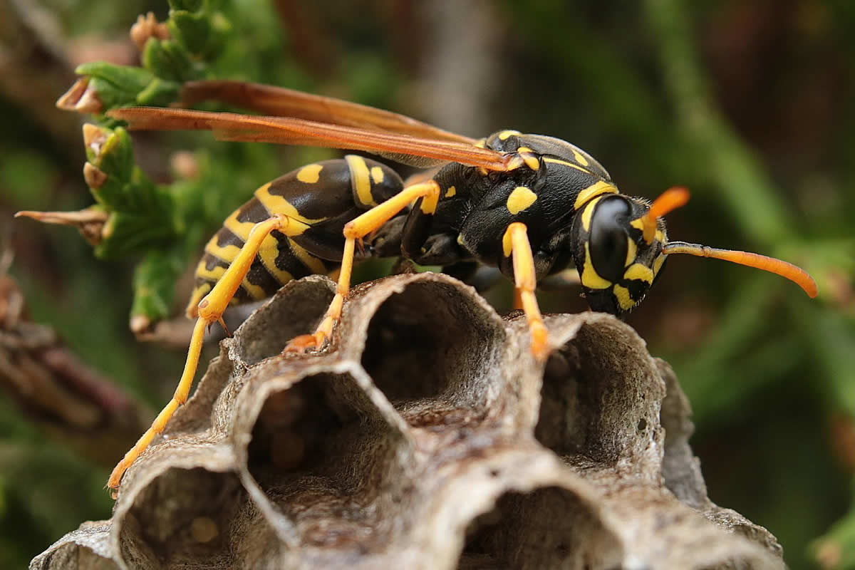 When is Wasp Season in the UK?
