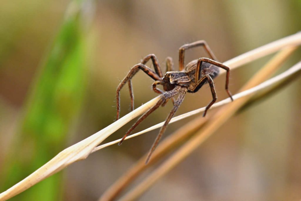 Common House Spiders Found in the UK