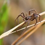 Common House Spiders Found in the UK