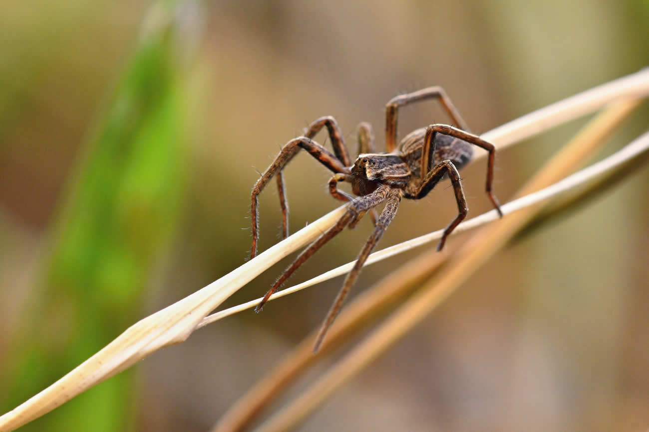 Common House Spiders Found in the UK
