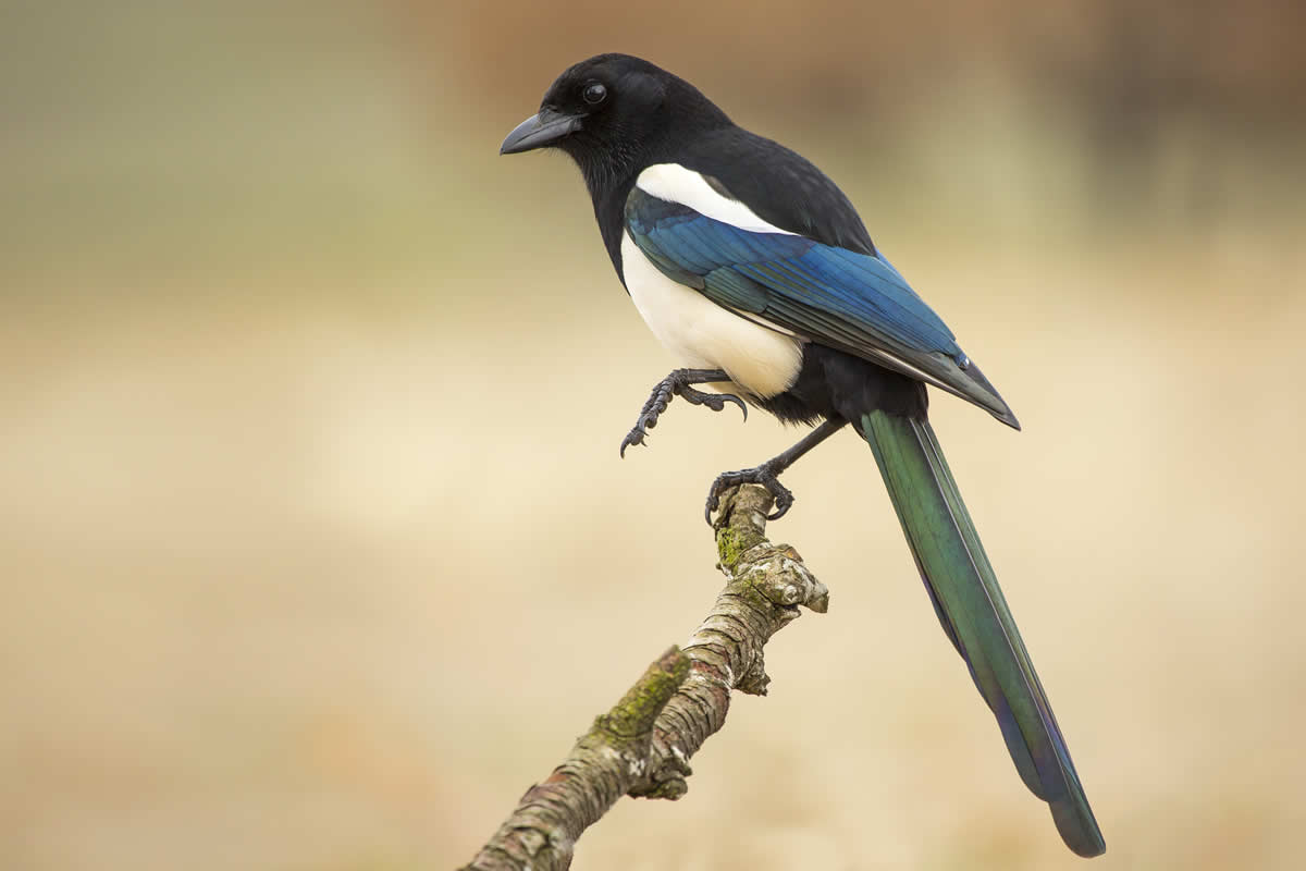Do Magpies Eat Mice?