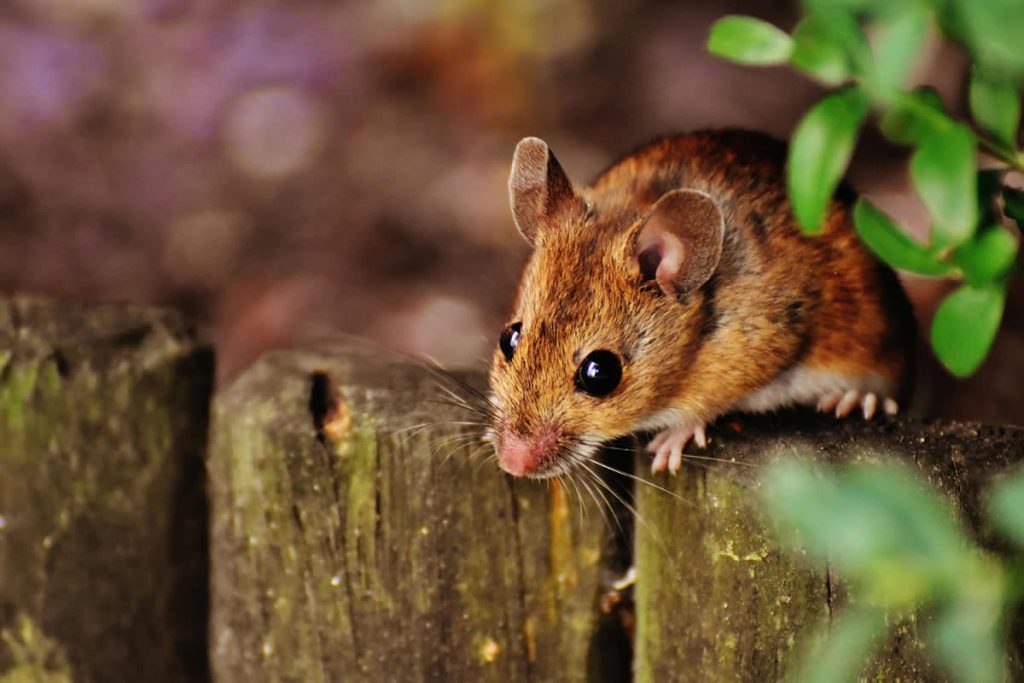 Do Rats Eat Mice?