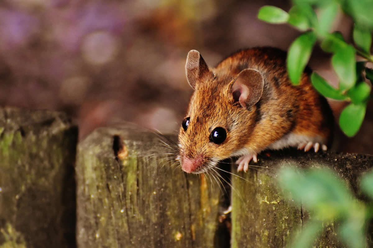 Do Rats Eat Mice?