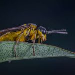 Does Peppermint Oil Spray Keep the Wasps Away?