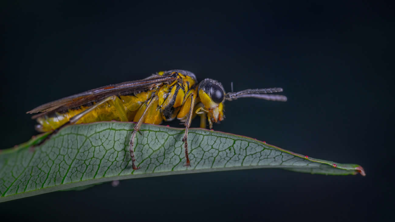 Does Peppermint Oil Spray Keep the Wasps Away?
