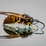 Effective Ways to Use Borax for Wasp Control