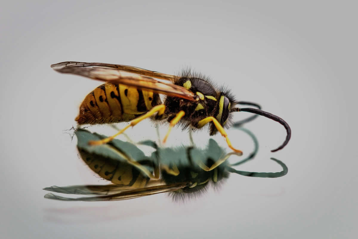 Effective Ways to Use Borax for Wasp Control