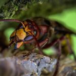 Essential Oils to Deter Wasps: A Natural Approach