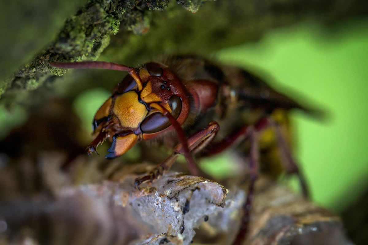 Essential Oils to Deter Wasps: A Natural Approach