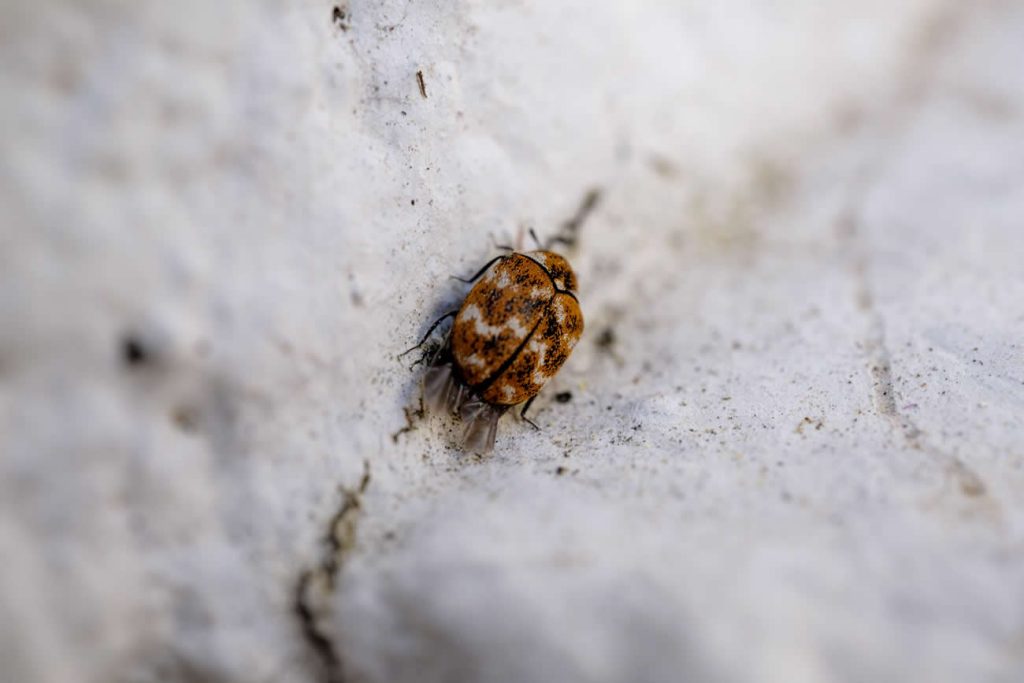 How Long Do Fleas Live?