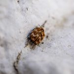 How Long Do Fleas Live?