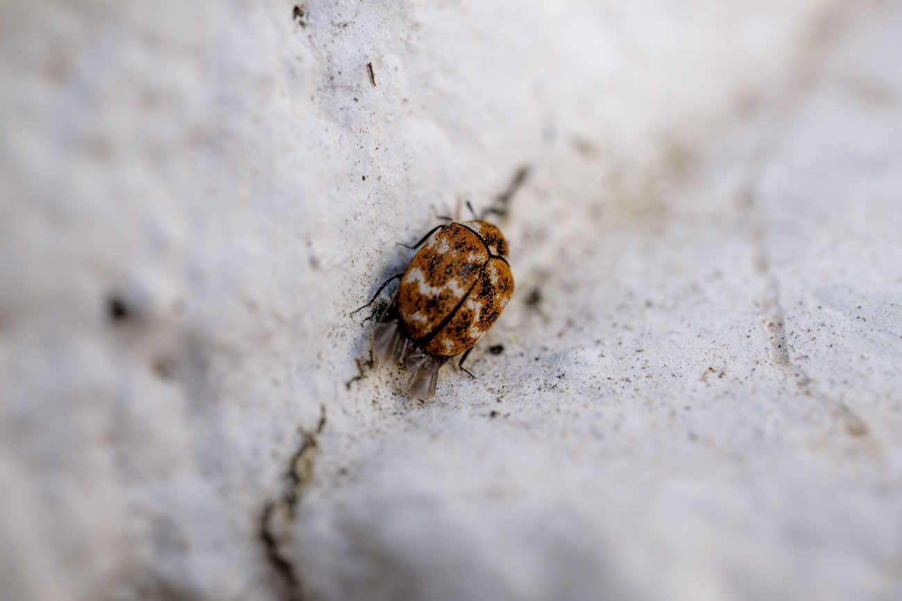 How Long Do Fleas Live?