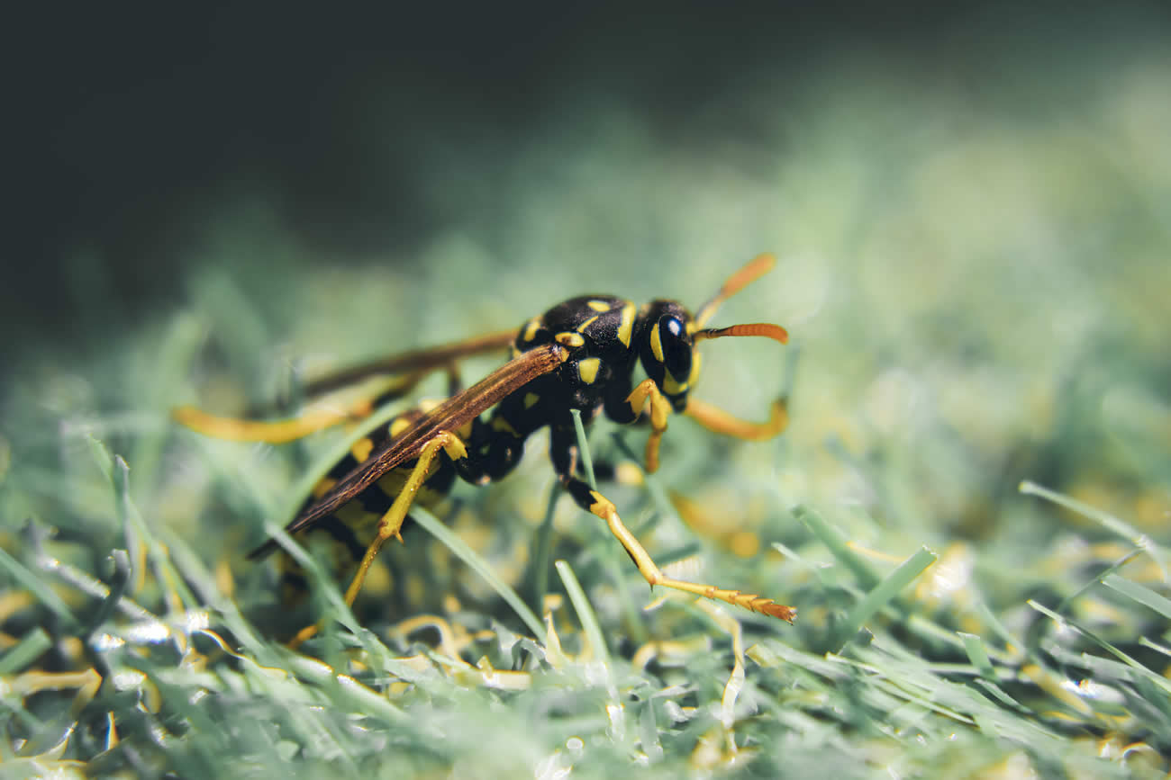 How Long Do Wasps Live?