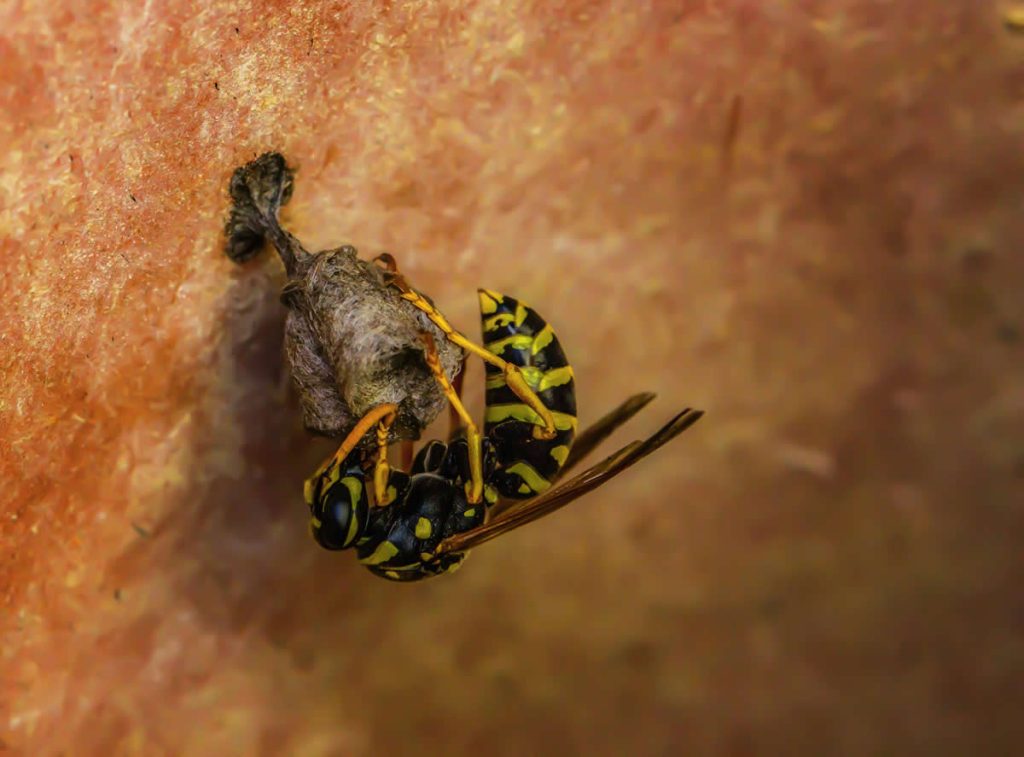 How to Effectively Use Vinegar to Repel Wasps