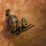 How to Effectively Use Vinegar to Repel Wasps