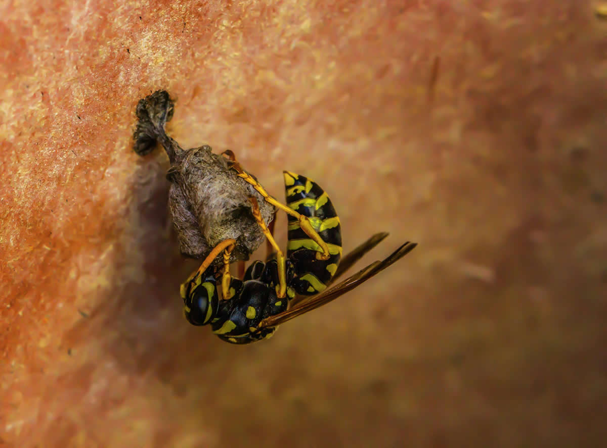 How to Effectively Use Vinegar to Repel Wasps