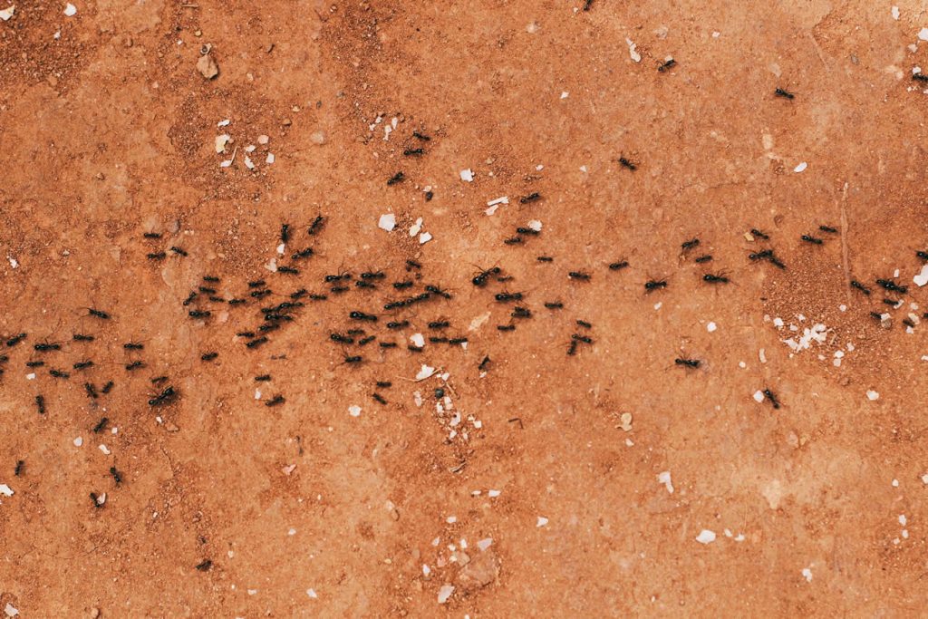 How to Get Rid of Ants