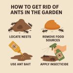 How to Get Rid of Ants in the Garden