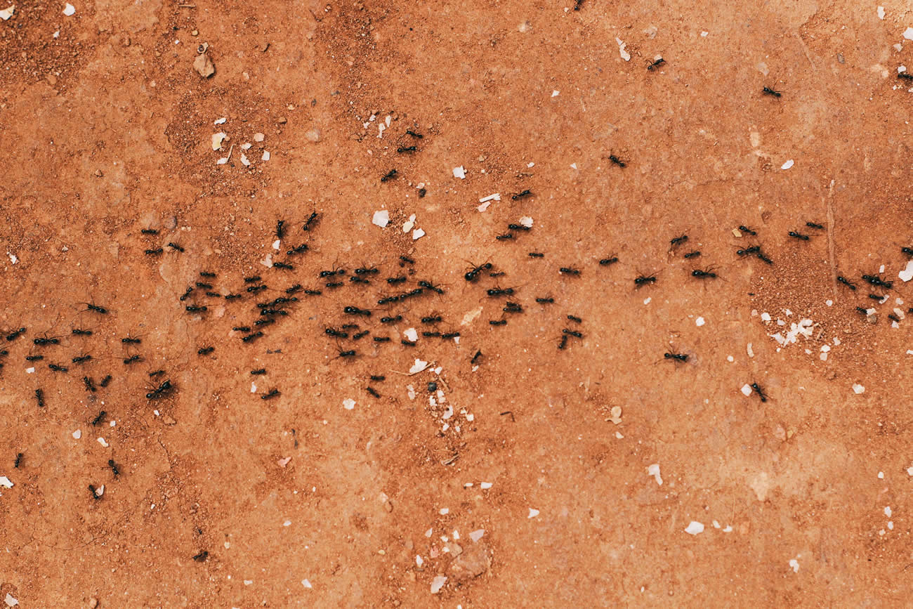 How to Get Rid of Ants