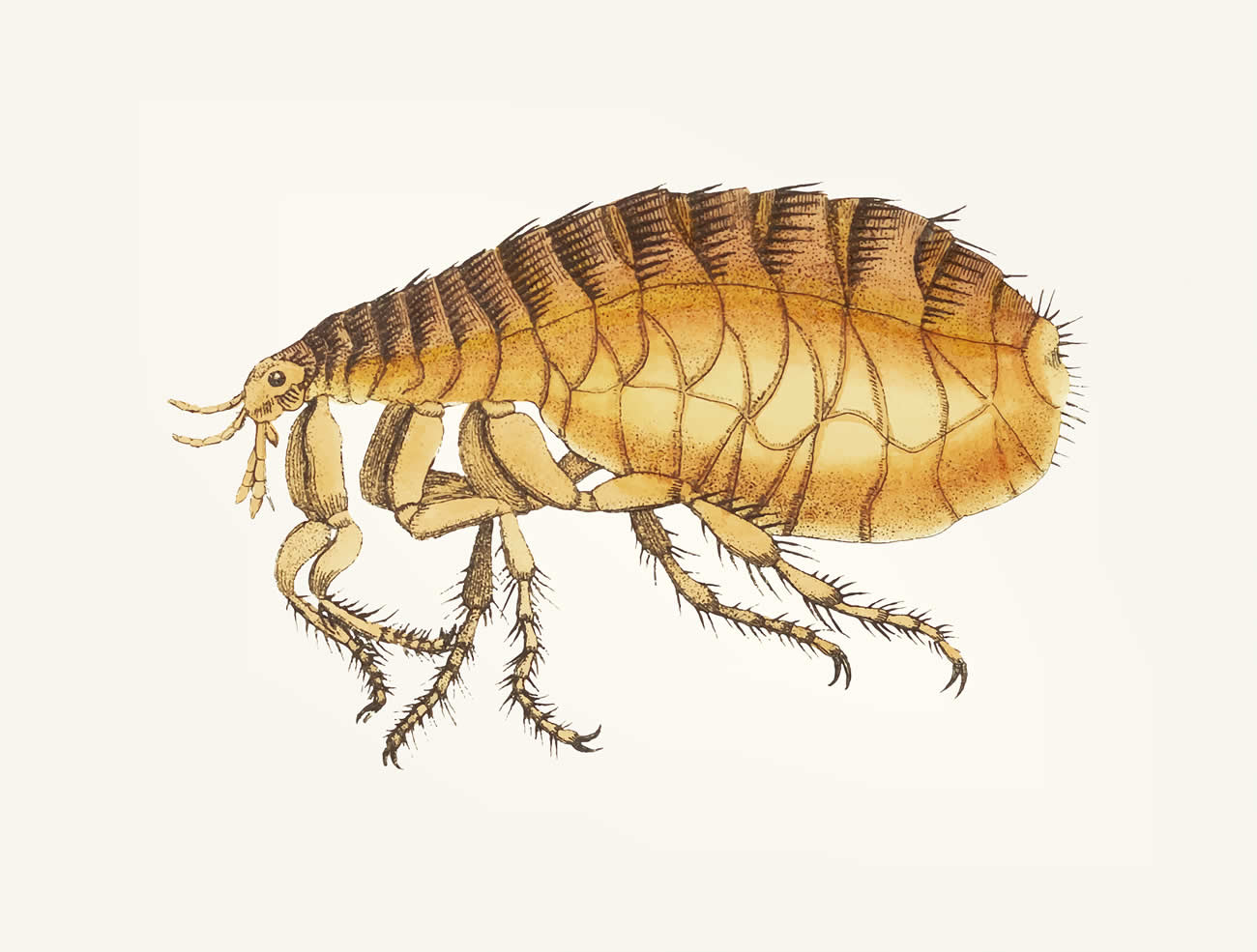 How to Get Rid of Fleas in House?