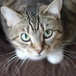 How to Get Rid of Fleas on Cats?