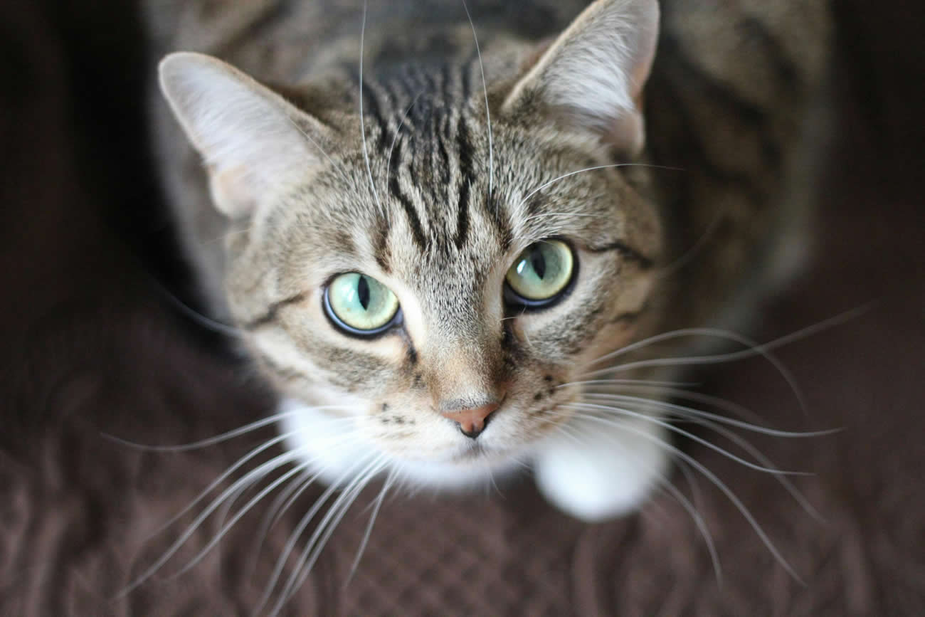 How to Get Rid of Fleas on Cats?