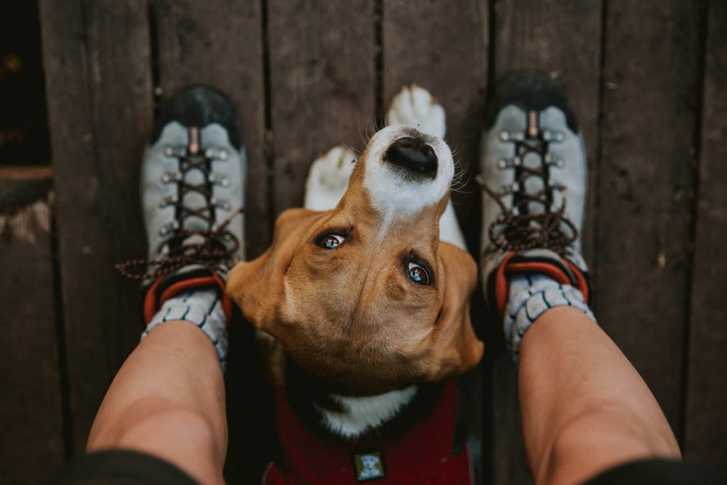 How to Get Rid of Fleas on Dogs?