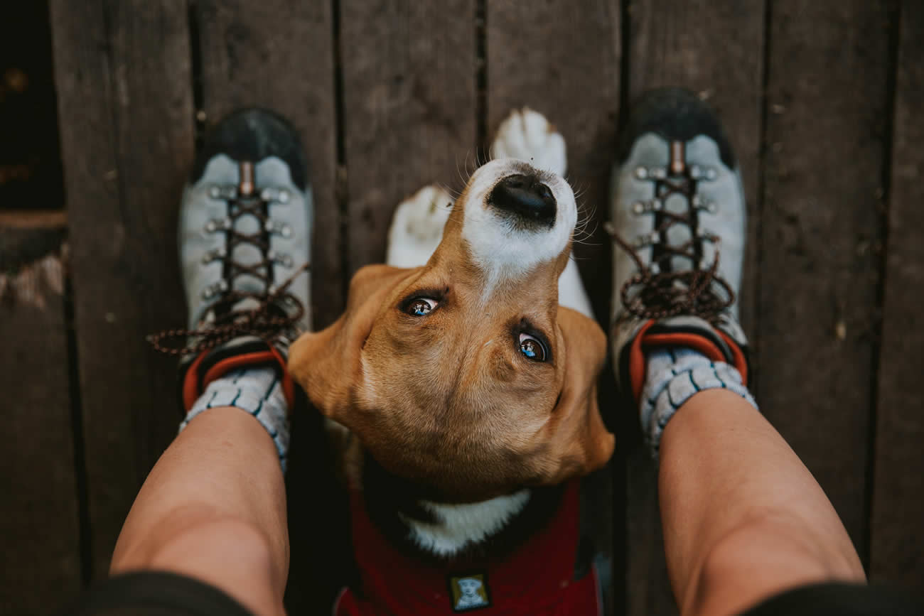 How to Get Rid of Fleas on Dogs?