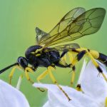How to Get Rid of Wasps with Soap & Water
