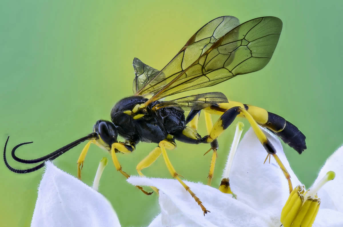 How to Get Rid of Wasps with Soap & Water