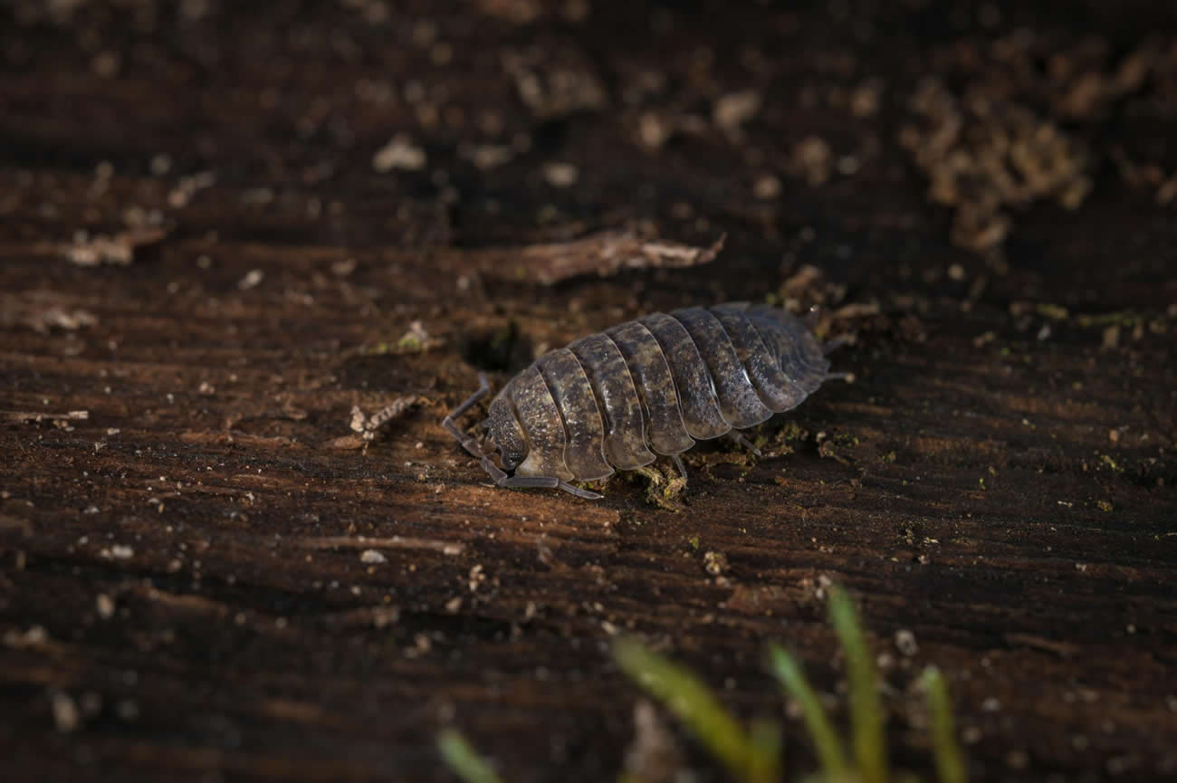 How to Get Rid of Woodlice?