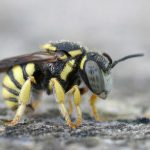 How to Remove a Wasp Nest from Your Shed