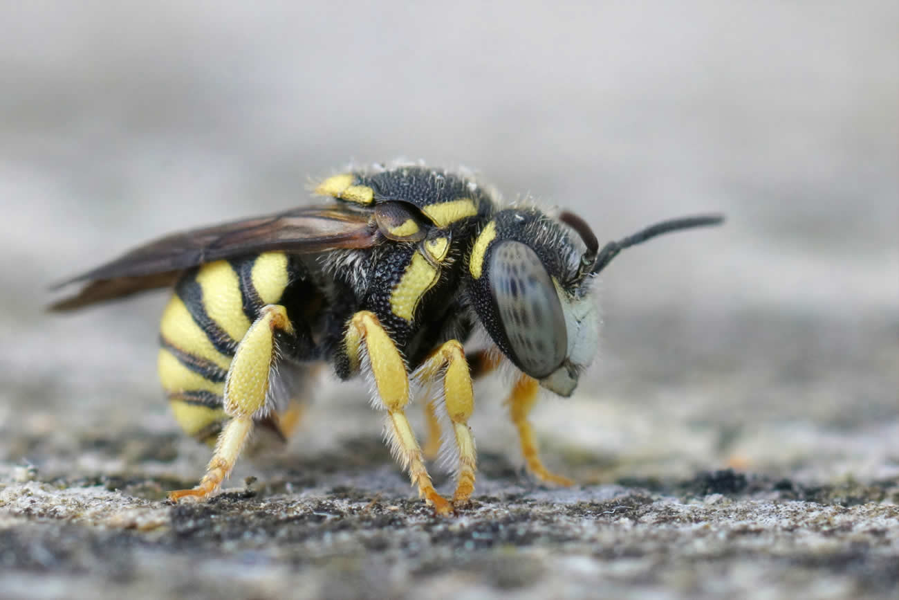 How to Remove a Wasp Nest from Your Shed