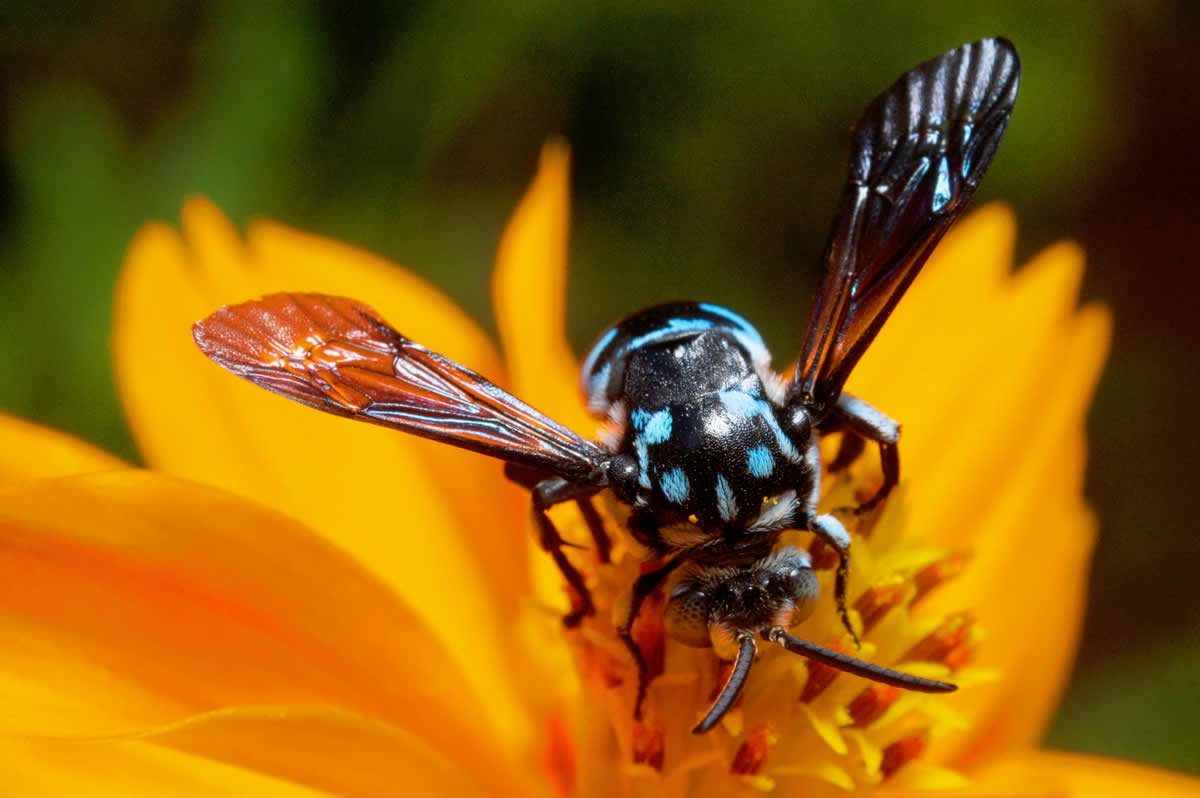How to Repel Wasps with Wine
