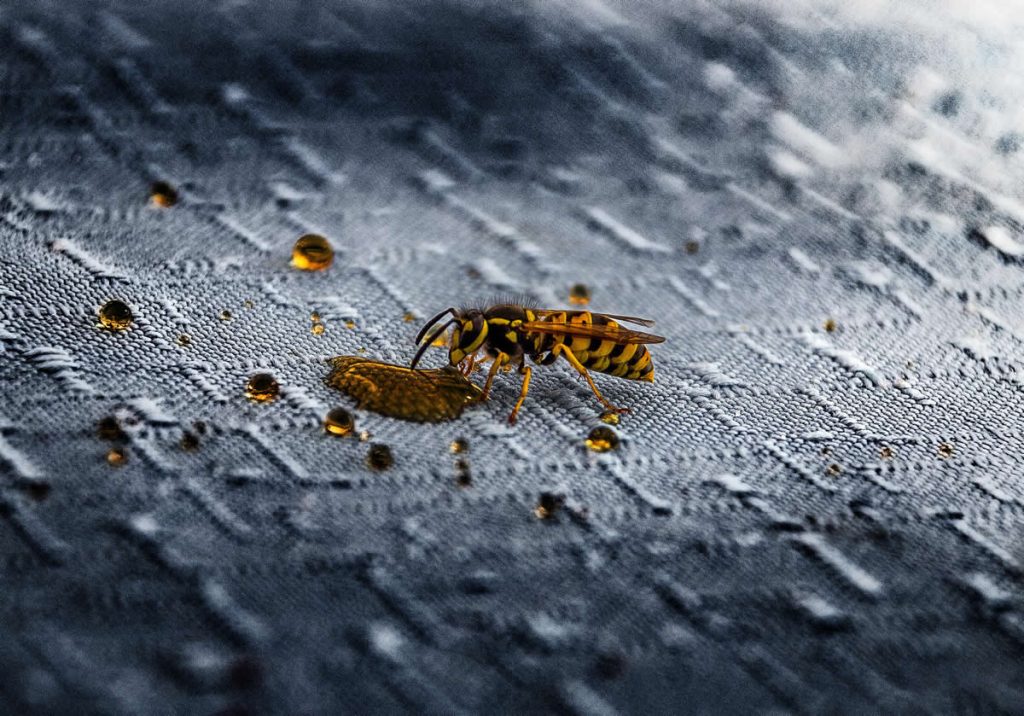What Colour Keeps Wasps Away?