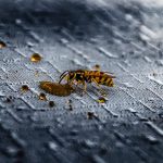 What Colour Keeps Wasps Away?