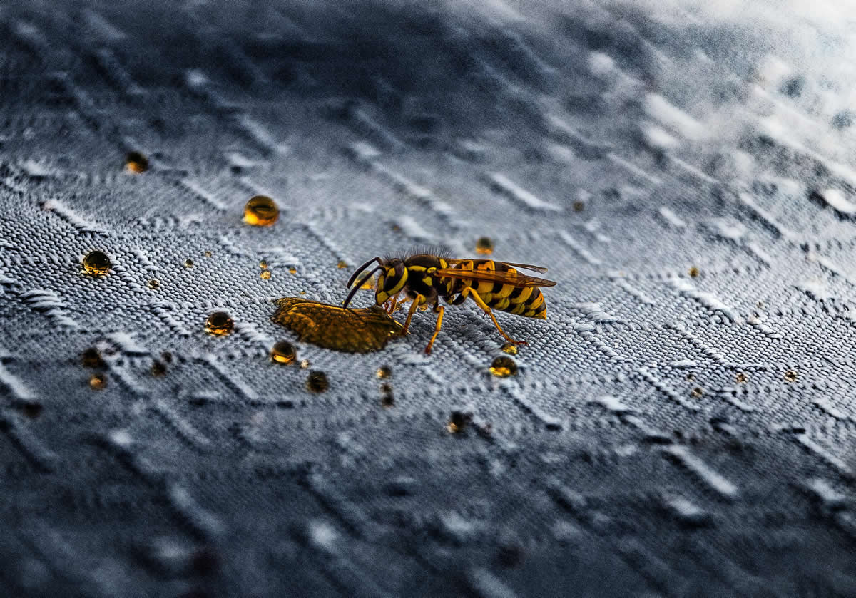 What Colour Keeps Wasps Away?