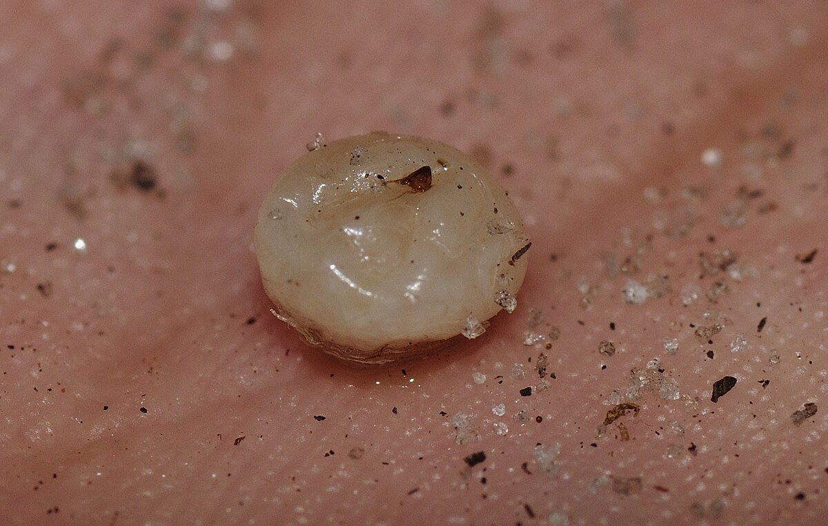 What Do Flea Eggs Look Like?