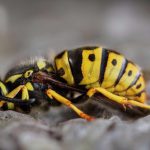 What Happens If You Kill A Wasp In Your House?