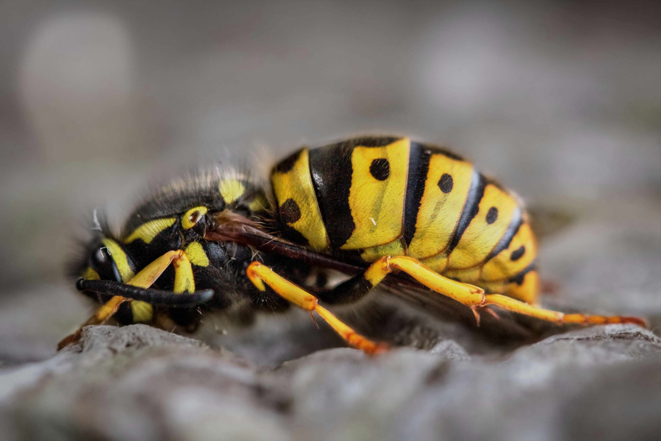 What Happens If You Kill A Wasp In Your House?