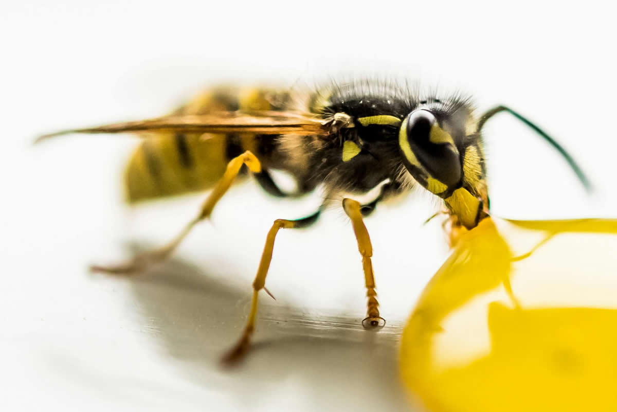 What Is a Wasp Nest Made Of?