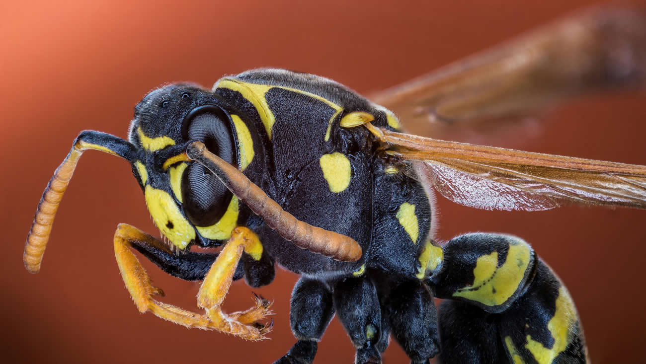 What Is the Difference Between Bees and Wasps?