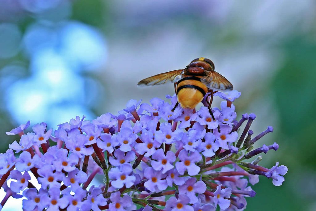 When Do Wasps Die Off in the UK?