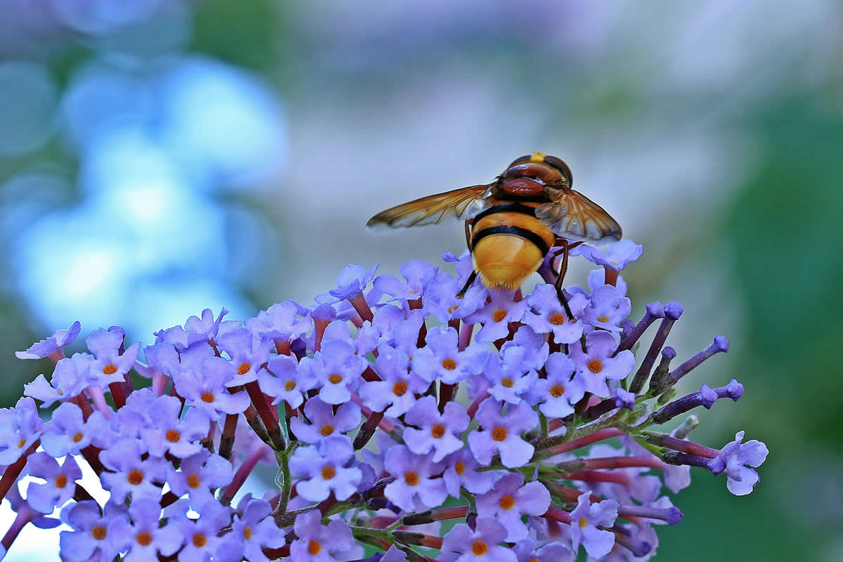 When Do Wasps Die Off in the UK?
