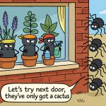 How to Stop Spiders Coming in Open Windows