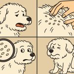 What Do Flea Eggs Look Like on a White Dog?