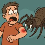 What Does A Spider Bite Look Like?