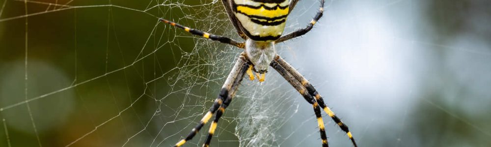 Are Wasp Spiders Dangerous?