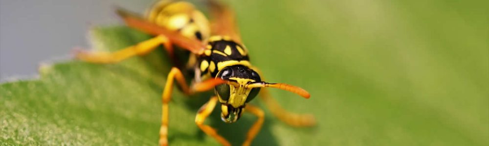 Are Wasp Stings Acidic?